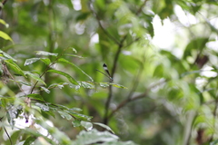 Psolodesmus mandarinus