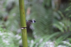 Psolodesmus mandarinus