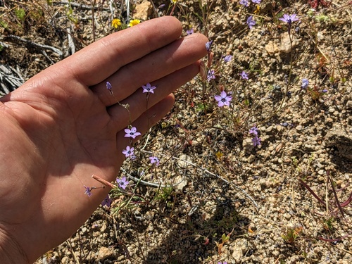 Inland gilia (Gilia interior)