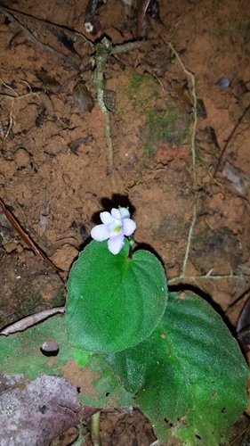 Streptocarpus brevistamineus image