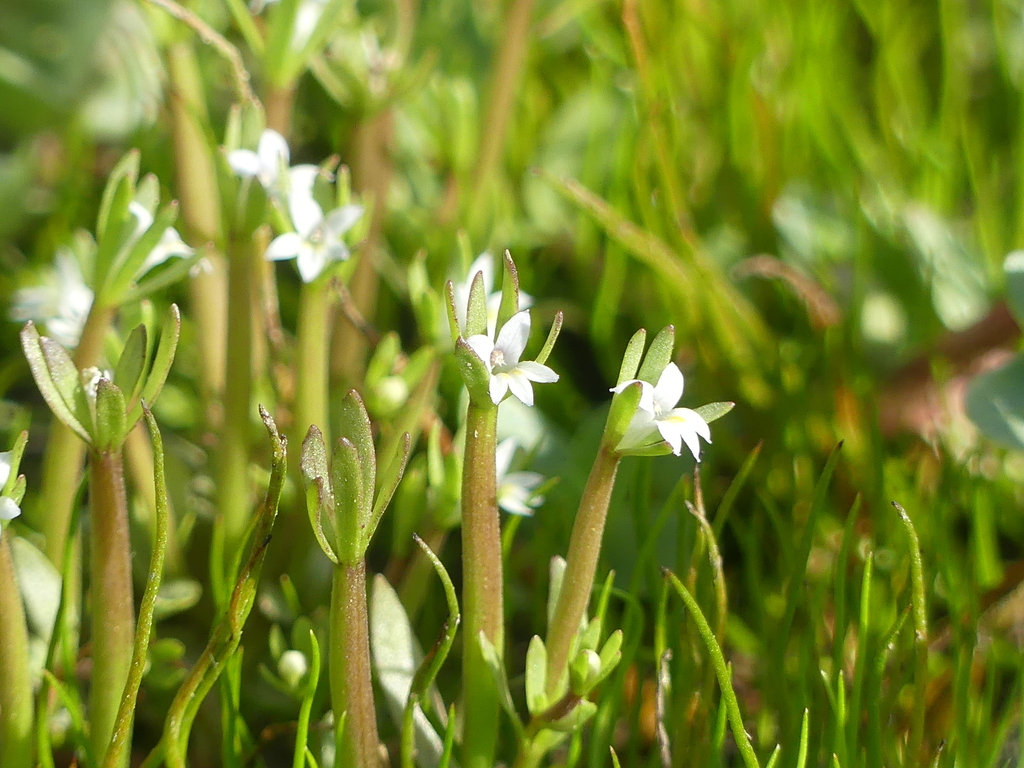 Downingia pusilla