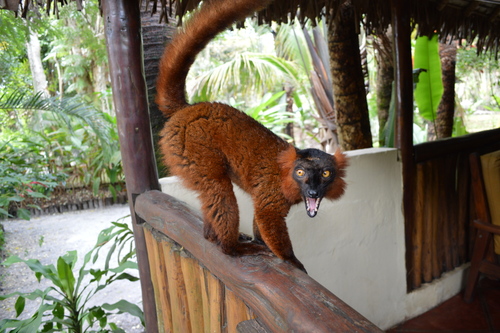 Eulemur coronatus Γ macao