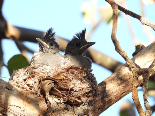 Phainopepla, San Dionisio, B.C.S., México, photo 6 of 10