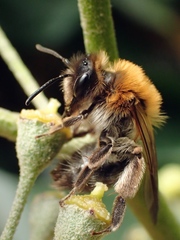 Andrena nitida