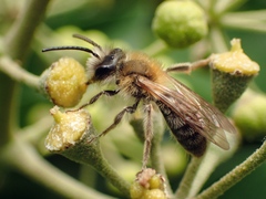 Andrena nitida