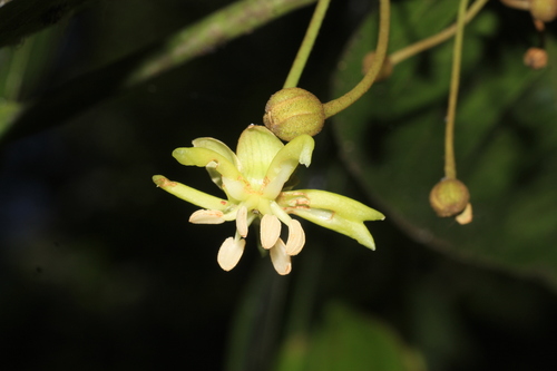 Hydnocarpus