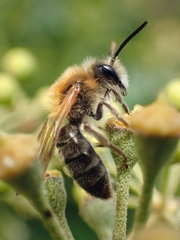 Andrena nitida