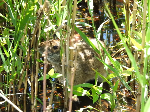 Swamp Rabbit photographed in Louisiana