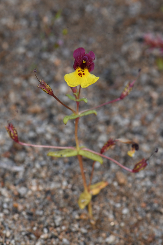 Kelso Creek monkeyflower (Erythranthe shevockii)