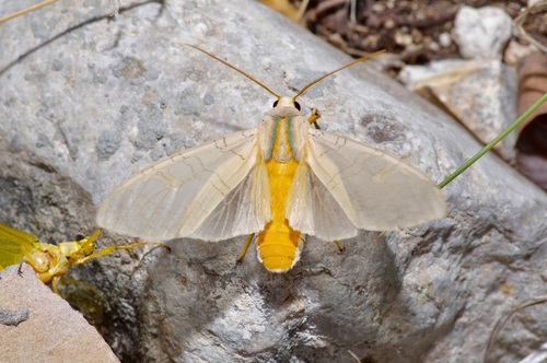 Sycamore Tussock Moth photo 3