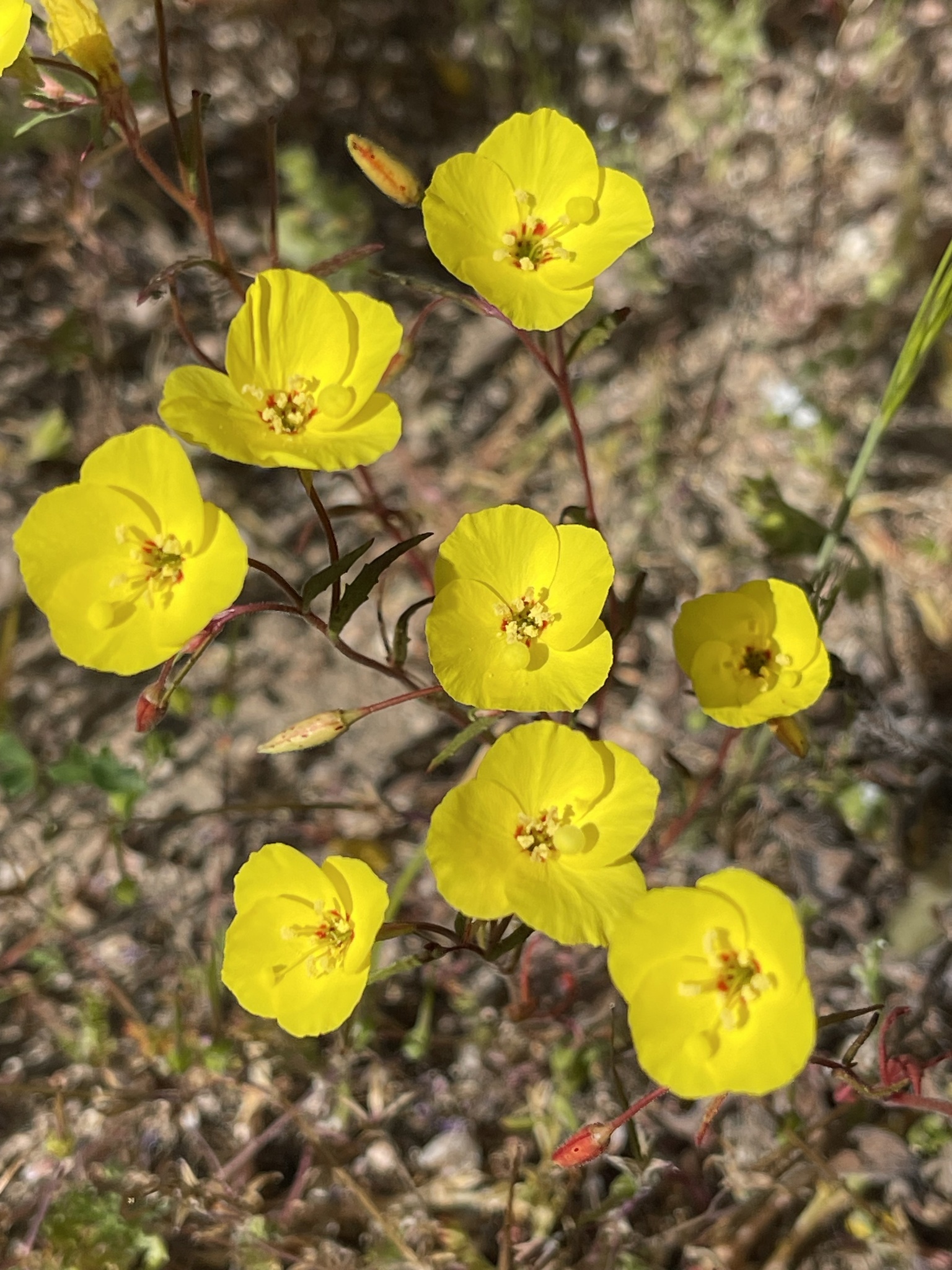 Camissonia campestris