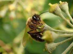 Andrena scotica