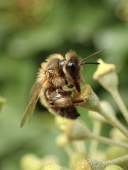 Andrena scotica