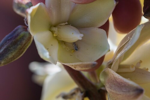 Mojave yucca moth