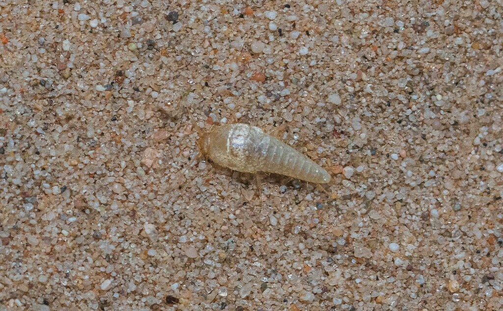 Mirolepisma deserticola