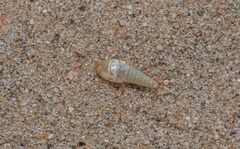 Mirolepisma deserticola