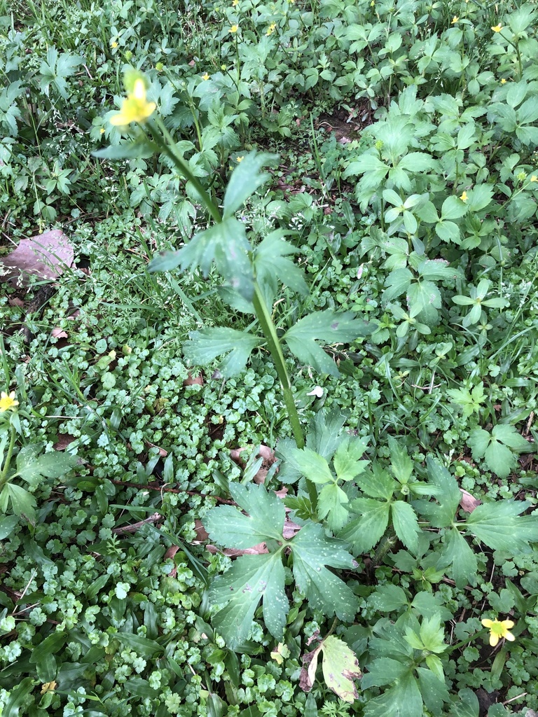 Chinese Buttercup from 漁港二街, 中正區, TW on April 25, 2023 at 0115 PM by