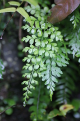Asplenium pseudolaserpitiifolium