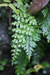 Asplenium pseudolaserpitiifolium