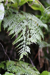 Asplenium pseudolaserpitiifolium