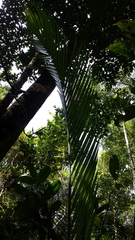 Dypsis