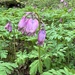 Pacific Bleeding Heart - Photo (c) bcislander, some rights reserved (CC BY), uploaded by bcislander