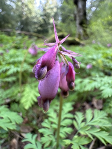 Dicentra formosa