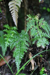 Asplenium ritoense