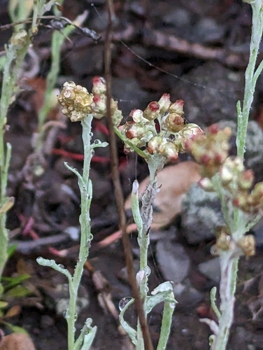 Pseudognaphalium sandwicensium var. sandwicensium
