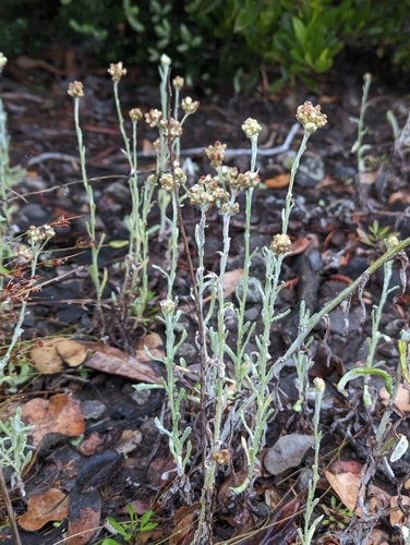 Image of Pseudognaphalium sandwicensium by (c) David Anderson, some rights reserved (CC BY)