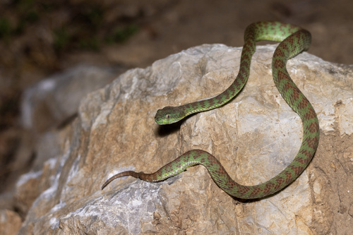 Photo of a Kui Buri Pitviper (Trimeresurus kuiburi)