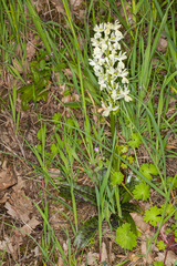Orchis provincialis