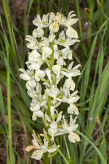 Orchis provincialis