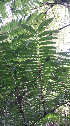Angiopteris madagascariensis, photograph 3