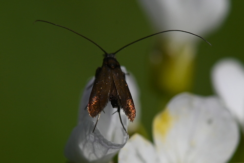 Cauchas rufimitrella