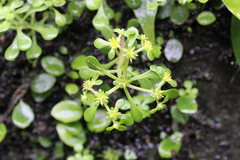 Sedum actinocarpum