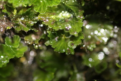 Crepidomanes minutum