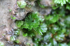 Crepidomanes minutum