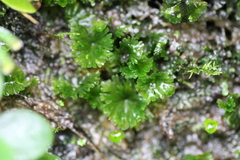 Crepidomanes minutum