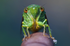 Dundubia annandalei