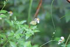 Eurema andersoni