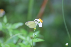 Eurema andersoni