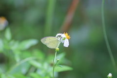 Eurema andersoni