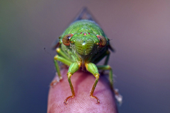 Dundubia annandalei
