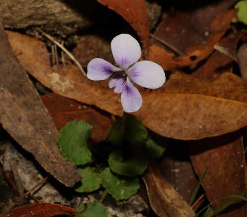 Image of Viola perreniformis by (c) Greg Tasney, some rights reserved (CC BY-SA)