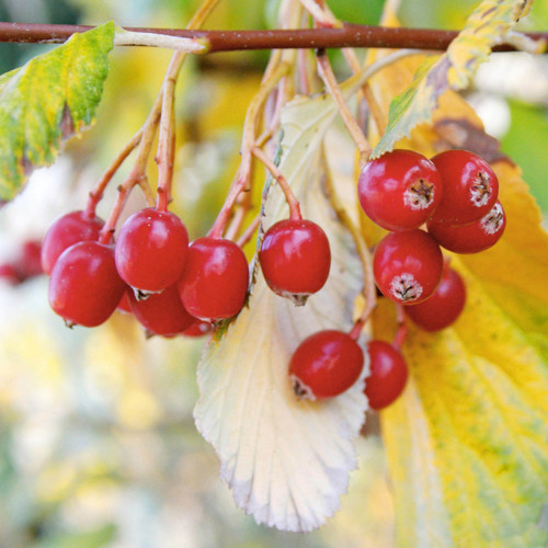 Whitebeam