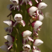 Disa obtusa obtusa - Photo (c) Campbell Fleming, algunos derechos reservados (CC BY-NC), subido por Campbell Fleming