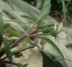 Bidens pilosa image