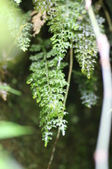 Hymenophyllum badium