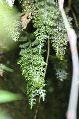 Hymenophyllum badium